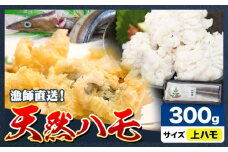 産地直送！ハモ 上ハモ 300g《7月上旬-9月末頃出荷》熊本県 葦北郡 津奈木町 平国丸 旬 旬の魚 鰻 鱧 湯引き 天ぷら 新鮮 上
