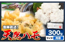産地直送！ハモ 肉厚ハモ 300g《7月上旬-9月末頃出荷》熊本県 葦北郡 津奈木町 平国丸 旬 旬の魚 鰻 鱧 湯引き 天ぷら 新鮮 肉厚