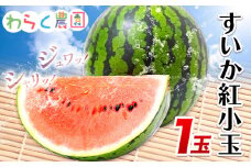 すいか 紅小玉 1玉 わらく農園《2026年7月上旬-2026年7月下旬頃出荷》熊本県 津奈木町 青果物 すいか 西瓜 スイカ 果物 フルーツ