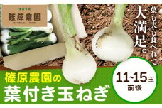 葉付き玉ねぎ 11～15玉前後 篠原農園《1月上旬-3月上旬頃出荷》熊本県 葦北郡 津奈木町 野菜 たまねぎ バーベキュー ホイル焼き