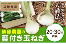 葉付き玉ねぎ 20～30玉前後 篠原農園《1月上旬-3月上旬頃出荷》熊本県 葦北郡 津奈木町 野菜 たまねぎ バーベキュー ホイル焼き