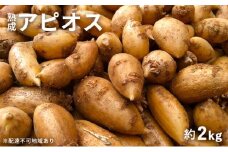 【錦町 産】インディアンのスタミナ源！桑原農園の熟成アピオス約2kg【配送不可：離島】