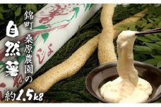 自然薯 約1.5kg 錦町産 桑原農園 配送不可：離島
