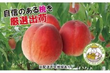 桃 白桃 約2kg 錦の桃 もも モモ フルーツ 果物 デザート 2024年発送 小俣果樹園 配送不可:離島