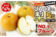 【数量限定・先行受付】JA くまの 梨 5kg（14～16玉）≪2024年8月上旬発送開始≫【 梨 なし ナシ 豊水梨 秋月梨 新興梨 熊本県 旬 くまの梨 期間限定 】004-0671