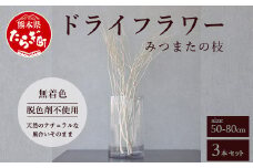 【インテリア】 TSUKIGI みつまた 50cm～80cm ＜白枝＞ インテリア オブジェ 【 高級 純国産 インテリア ナチュラル ドライフラワー お洒落 シンプル 】048-0586