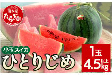 【2024年5月上旬～発送】【先行予約】熊本県産 小玉スイカ ひとりじめ 1玉 (4.5kg以上)【 2024年 夏 スイカ 西瓜 フルーツ 果物 旬の味覚 すいか 甘い 産地直送 】008-0677