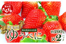 【旬】熊本県産 いちご【ゆうべに】約260g×2パック 2025年1月～発送 ≪ 苺 イチゴ  数量限定 坂下農園 イチゴ 2パック 苺 フルーツ 果物 春 名産 熊本 多良木町 ビタミン 旬 先行予約 ≫103-0001