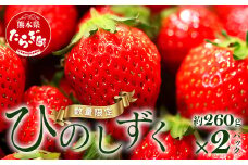 【旬】希少！ 熊本県産 いちご【ひのしずく】約520g(260g×2パック)  苺 イチゴ 数量限定 坂下農園 イチゴ 2パック 苺 フルーツ 果物 春 名産 熊本 多良木町 ビタミン 旬 先行予約 103-0005