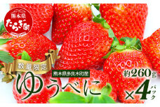 【旬】熊本県産 いちご【ゆうべに】約260g×4パック  2025年1月～発送 ≪ 苺 イチゴ 数量限定 坂下農園 イチゴ 1040g 苺 フルーツ 果物 春 名産 熊本 多良木町 ビタミン 旬 先行予約 ≫103-0002