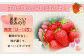熊本県産 いちご 恋みのり 約260g×4パック