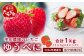 熊本県産 いちご ゆうべに 1箱 (250g×4パック)