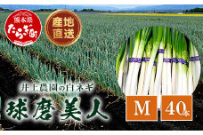 【先行予約】井上農園の白ネギ 「球磨美人」 Mサイズ×40本 【2025年8月上旬より順次発送】 白ネギ 白葱 ネギ 長ネギ 長葱 ねぎ 鍋 薬味 冬野菜 国産 114-0503