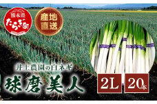 【先行予約】井上農園の白ネギ 「球磨美人」 2Lサイズ×20本 【2025年8月上旬より順次発送】 白ネギ 白葱 ネギ 長ネギ 長葱 ねぎ 鍋 薬味 冬野菜 国産 114-0501