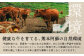 あか牛モモブロック 500g