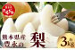 【2025年7月下旬発送開始】 梨 約3kg
