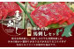 熊本名物 馬刺しセット (特撰 150g) タレ付