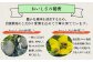 【2026年6月上旬～順次発送】肥後グリーンメロン 2玉 合計4kg以上