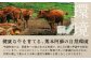 あか牛 カルビ 焼肉用 400g