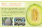肥後グリーンメロン 2玉 合計約4kg以上