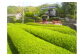 玉緑茶(たまりょくちゃ) 、 粉末緑茶 、 紅茶 ティーバッグ 、 ほうじ茶 ティーバッグ 詰め合わせ