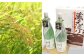 【定期便年6回】限定川辺 1,800ml × 2本セット 25度 お酒 純米焼酎
