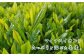 【復興応援型】 さがら茶 （H） 計200g （100g×2個） ギフト 緑茶