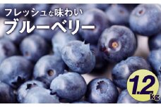 【2025年6月下旬発送】 相良村産 ブルーベリー 1.2kg フルーツ くだもの 果物 熊本県産