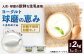 球磨の恵みヨーグルト（加糖、砂糖不使用） 各1kg 計2パック