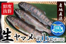 生ヤマメ 1kg 約10匹 山江村ヤマメ生産組合《30日以内に出荷予定(土日祝除く)》ヤマメ 山女魚 山女 2kg 約20匹 魚介類 魚 生鮮品 送料無料 冷蔵便