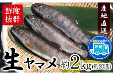 生ヤマメ 2kg 約20匹 山江村ヤマメ生産組合《30日以内に出荷予定(土日祝除く)》ヤマメ 山女魚 山女 2kg 約20匹 魚介類 魚 生鮮品 送料無料 冷蔵便