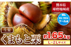 【先行予約】数量限定 くまもと栗 約1.65kg L-2Lサイズ 《9月上旬-10月末頃出荷》 期間限定 フルーツ 果物 予約 スイーツ きんとん 甘露煮 渋皮煮 栗ご飯 熊本県 山江村 クール便 送料無料 特産品 SDGs お菓子 ご当地 くり 栗 生栗 st-p