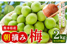熊本県産 朝摘み 梅 2kg 3L・2L・L ・M サイズ不選別《5月中旬‐6月中旬頃出荷》 熊本県 球磨郡 山江村 つけもの 漬物 梅 梅干し うめぼし 朝採り 南高梅 白加賀 露茜