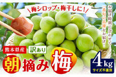 熊本県産 訳あり 朝摘み 梅 4kg 大・中・小サイズ不選別《5月中旬‐6月中旬頃出荷》 熊本県 球磨郡 山江村 つけもの 漬物 梅 梅干し うめぼし 朝採り 南高梅 白加賀 露茜