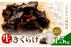 生きくらげ 1.5kg 鷹乃産業有限会社 《30日以内に出荷予定(土日祝除く)》熊本県 球磨郡 山江村 きくらげ きのこ 野菜