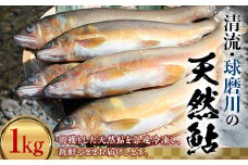 FKP9-365 球磨川の天然鮎 1kg