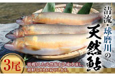 FKP9-366 球磨川の天然鮎 3尾