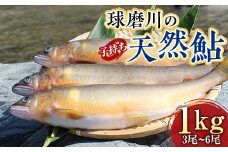 FKP9-526 球磨川の天然鮎 (子持ち) 1kg