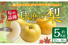 【発送時期：2025年8月上旬～10月上旬】熊本県ＪＡくま産　球磨の梨　5kg（12・14・16玉　旬な品種）
