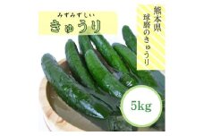 【発送時期：2025年5月中旬～10月下旬】熊本県ＪＡくま産　球磨のきゅうり　5㎏