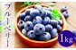 さわやかな夏の味覚、ブルーベリーが今年もできました。
植えてから33年一切農薬を使用せずに栽培しています。