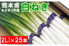 熊本県あさぎり町産　白ねぎ「球磨美人」２Ｌサイズ×２５本　お届け時期：2025年８月下旬より順次発送　【白葱/白ネギ/長ねぎ/長葱/長ネギ】
