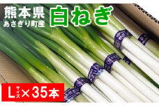 熊本県あさぎり町産　白ねぎ「球磨美人」Ｌサイズ×３５本　お届け時期：2025年８月下旬より順次発送　【白葱/白ネギ/長ねぎ/長葱/長ネギ】