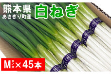 熊本県あさぎり町産　白ねぎ「球磨美人」Mサイズ×４５本　お届け時期：2025年８月下旬より順次発送　【白葱/白ネギ/長ねぎ/長葱/長ネギ】