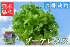 【定期便3回コース】ブーケレタス 6パック 約660g(110g×6p)×3回 熊本県産 水耕栽培 選べる 内容量 定期便