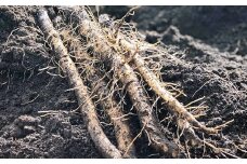 ごぼう 2kg×1箱  【2026年1月上旬～2月下旬迄発送予定】 牛蒡 ゴボウ 野菜 九州産 国産 熊本県 あさぎり町