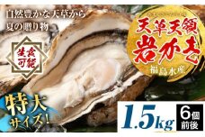 天領岩牡蠣 約1.5kg 福島水産《2026年4月上旬-7月末頃出荷予定》熊本県 苓北町 牡蠣 かき カキ 岩カキ 岩ガキ 貝 BIG ビッグ 生食 バーベキュー 夏天草 天領 苓北 熊本 旬 シーズン 送料無料【配送不可地域あり】