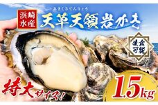 浜崎水産の天草天領岩かき 約1.5kg  《2026年4月上旬-7月末頃出荷予定》 【配送不可地域あり】 海鮮 海産物 海の幸 シーフード 魚貝類 かき 牡蠣 岩かき 岩牡蠣 夏牡蠣 生食用 生もの 濃厚 熊本県 苓北町