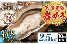 天領岩牡蠣 約2.5kg 福島水産《2026年4月上旬-7月末頃出荷予定》熊本県 苓北町 牡蠣 かき カキ 岩カキ 岩ガキ 貝 BIG ビッグ 生食 バーベキュー 夏天草 天領 苓北 熊本 旬 シーズン 送料無料【配送不可地域あり】