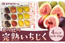 完熟いちじく  食べ比べ 4パック ( 16 ～ 24個 ) フルーツ 果物 くだもの いちじく イチジク 無花果 完熟 熊本県 苓北町 ミナクルファーム《8月中旬-10月上旬頃出荷》